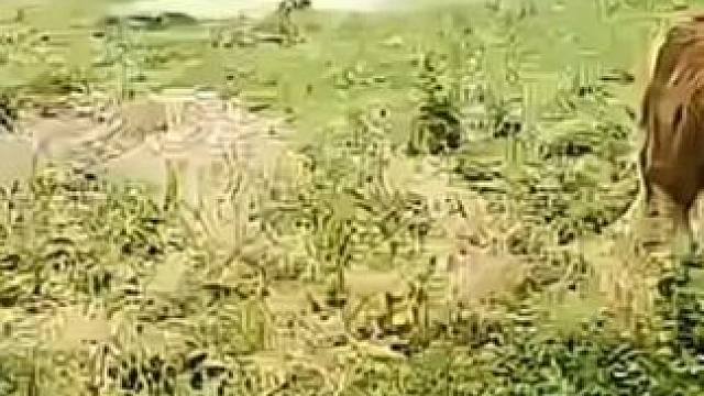 真实分析动物园畸形腿雄狮VS老虎#狮子vs老虎 #狮子 #老虎