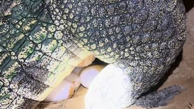 掏鳄鱼蛋我是专业的#农村创业养殖 #非专业人士请勿模仿