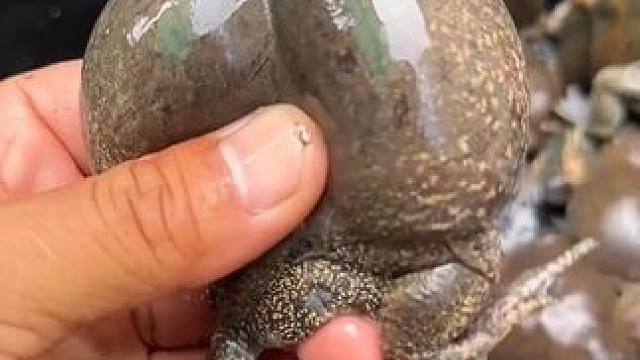 挑挑蛋蛋蛙 #美食 #内容启发搜索 #泰国美食 #户外美食