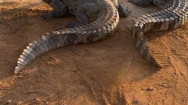 好好的一把铲子被老六打破了#农村创业养殖 #非专业人士请勿模仿