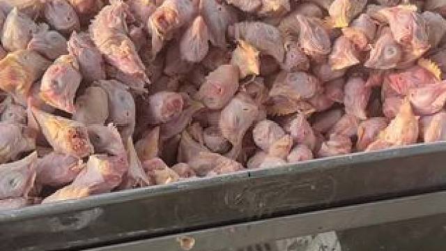 1号池鳄鱼苗第三次喂食，到年底看看有多大变化#鳄鱼养殖场