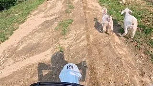 摩托车有那么多玩法 你都体会到了吗 不管你喜欢什么车型 它都有相对应的玩法，风和自由只是刚刚开始#机