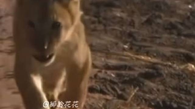 如果能把所有东西忘掉 以后的每一天将会是一个新的开始#狮子 #小狮子 #小西几