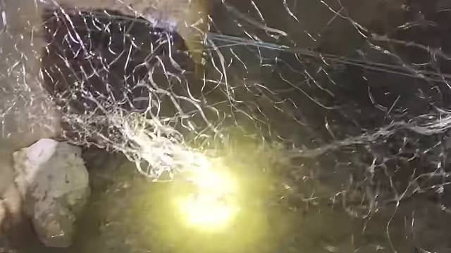 #户外捕鱼 #河边随拍 #捕捞现场  #丝网捕鱼