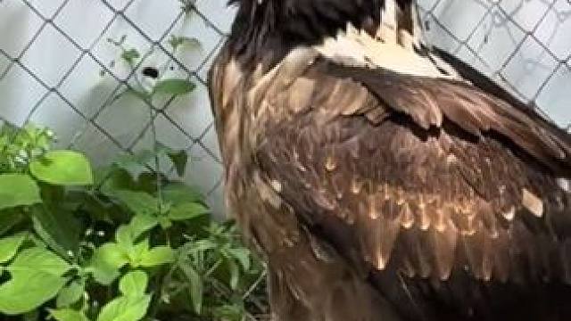 宠物胡兀鹫专业吞骨头 #国外视频分享 #奇妙的动物 #宠物