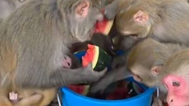 猴子吃西瓜 #国外视频分享 #猴子成精 #野生动物零距离