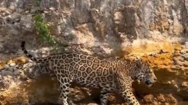 美洲豹捕食鳄鱼 #国外视频分享 #奇妙的动物 #野生动物零距离