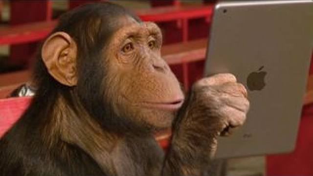 世界上智商最高的10种动物（3） #科普小知识 #大开眼界系列 #万万没想到 #自然奇境科普季