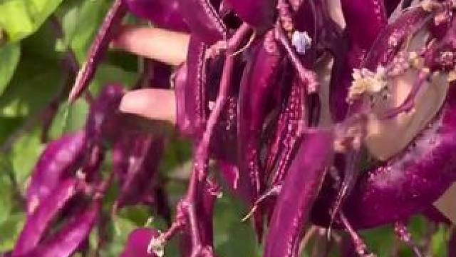 紫眉豆种子，撒几粒种子就能爬整个篱笆，种植简单，产量又高，又耐热，现在就可以种哦#家庭种植 #紫眉豆