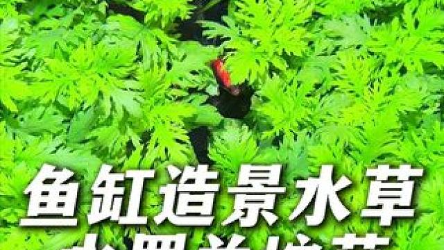 用这个水罗兰坨草给鱼缸造景，无论从上面还是从侧面看，都好看！ 家里鱼缸太空的、不知道该如何给鱼缸造景