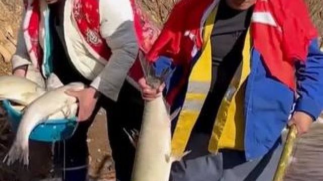 #农村抓鱼技巧 #好大一条鱼