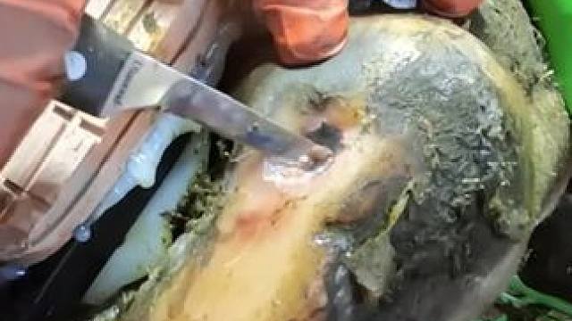 农场里最跛脚的一只牛来了#解压 #修牛蹄