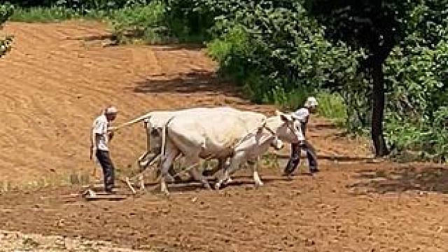 小时候一直不明白，为什么老人没事总爱到田间走走，翻来覆去地在这块贫瘠的土地上耕耘劳作，现在才明白，目