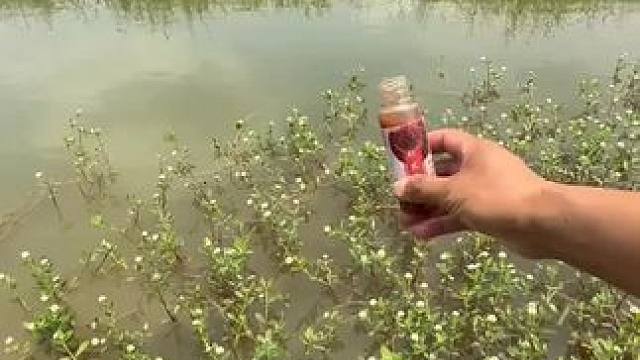 草下面鱼还真不少#钓鱼的乐趣只有钓鱼人懂 #钓鱼人就是这么疯狂 #钓鱼 #钓鱼人