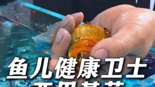 鱼儿入水前必做流程，用亚甲基蓝做检疫，避免和其他鱼类交叉影响 #亚甲基蓝 #亚甲基蓝检疫 #养鱼 #