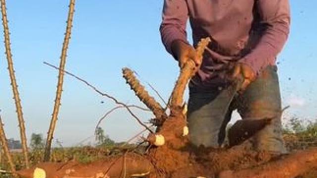 木薯收割工作。 #木薯 #木薯收割 #农业 #三农 #解压视频