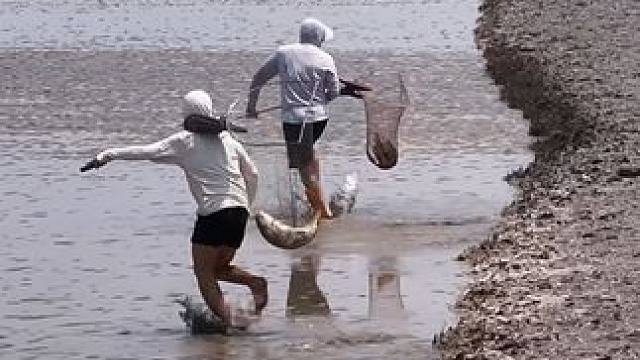 杭州非遗项目“抢潮头鱼”，曾经是钱塘江一带居民传统习俗：抢潮头鱼的人扛着潮兜在潮前奔跑，看到有鱼，就