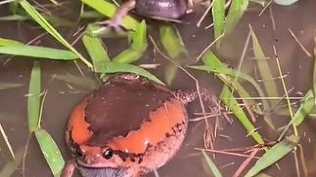 蛋蛋蛙吵架 #美食 #泰国美食 #户外美食 #内容启发搜索