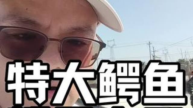 特大鳄鱼为什么不舍得杀？#鳄鱼养殖场 #鳄鱼 #鳄珍