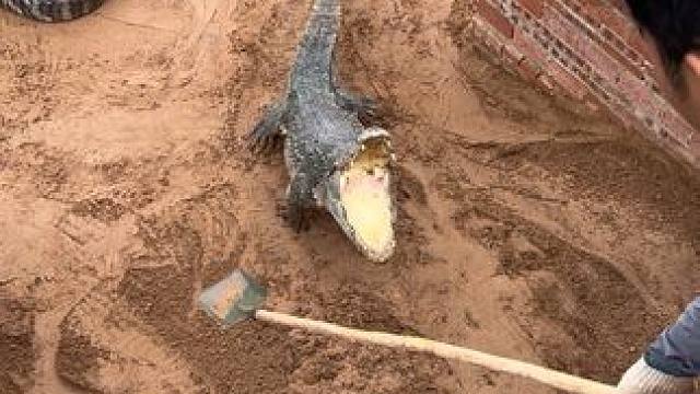 差点被四脚吞金兽拖下去#非专业人士请勿模仿 #农村创业养殖