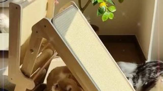 三角猫抓板爬架不仅颜值在线，还特别耐抓抗造，多猫家庭放一个还不占地方#猫抓板 #猫爬架 #猫窝