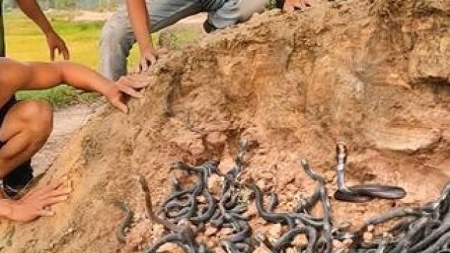 这是捅了蛇窝了吧！越南四名男子野外探宝，竟捉到百十条眼镜蛇 #眼镜蛇 #眼镜王蛇 #眼镜王蛇巢穴 