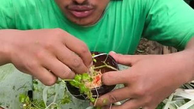 东南亚野菜哥 #东南亚野菜哥