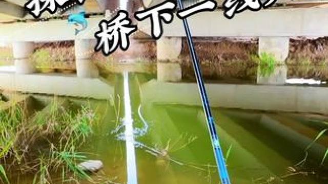 探钓桥下一线天 #野钓#野河野钓#钓鱼#老坛甜薯#蓝鲫青春版