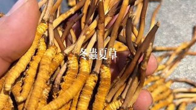 #玉树 #冬虫夏草，精品大草太漂亮啦