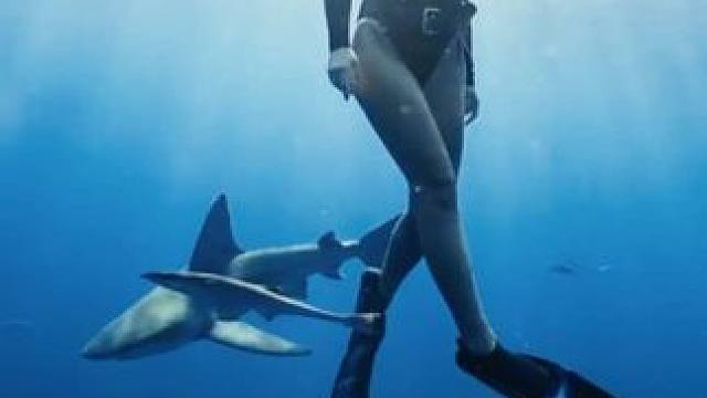 近距离看大鲨鱼 #国外视频分享 #潜水女孩 #海洋生物