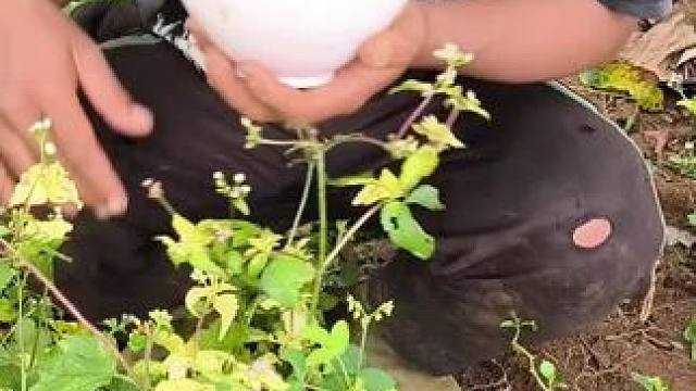 东南亚野菜哥 #东南亚美食#我的乡村生活 #农村美食