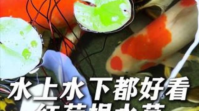 这个红荷根水草水上水下都好看，太好养了，一点难度都没有！ #鱼缸里的大自然 #观赏鱼 #水草 #水草