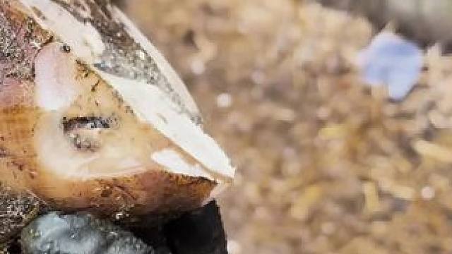 一只可以载入史册的牛蹄#解压 #修牛蹄