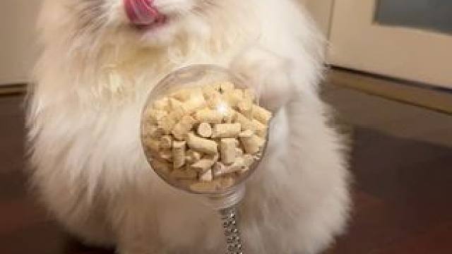 这显然就只是眼神不好，智商是对对的 #万物可爱计划 #弗列加特#弗列加特冻干#猫粮