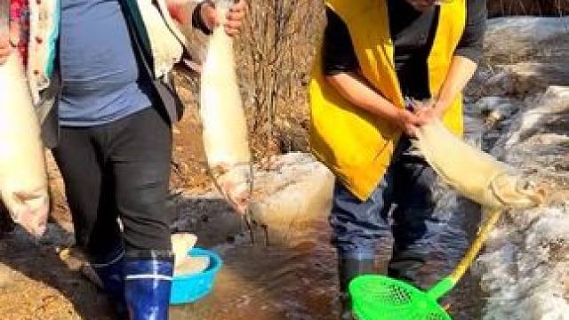 #户外抓鱼 #收获满满