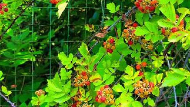 你认为我摘得是泡泡，我觉得摘得是童年的快乐与回忆，它承载着我们那一代农村孩子的童年，还是记忆中的味道