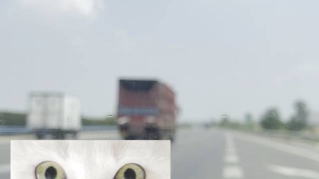 目睹了猪跳车全过程