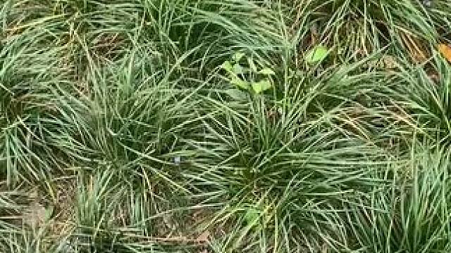 你最喜欢哪一把呢？？ #无畏契约 #有男生会拒绝这个玩具吗