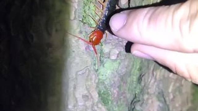 大家不要跟我学徒手抓蜈蚣#蜈蚣 #恐怖#昆虫 #大自然 