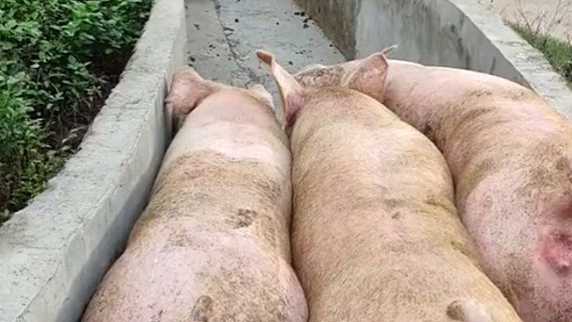 到前面3个又挤住了