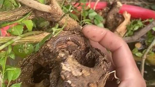 #盆景养护 #盆景园艺 #盆景吸水石