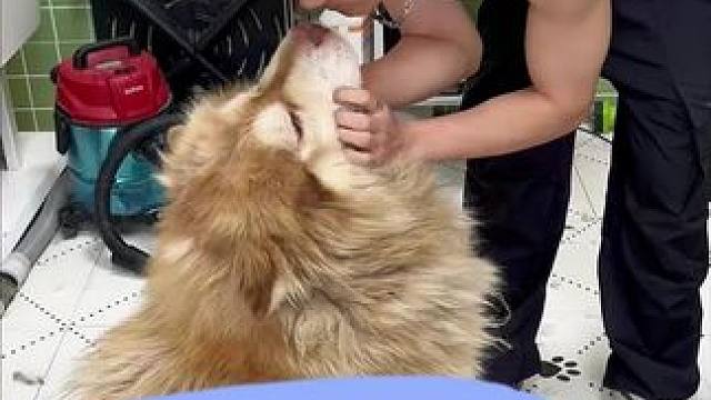 日常洗护 萌萌哒阿拉斯加 到底谁给谁在洗澡#宠物洗护 #阿拉斯加#宠小哥洗护#醇粹黑标狗粮