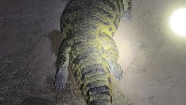 需要有多优秀才能有那么悠闲啊#农村创业养殖 #宠物