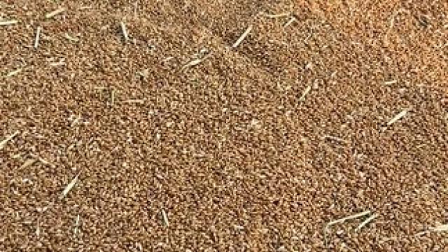 烂一双袜子又得几斤小麦#小麦