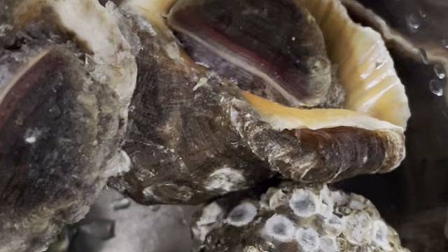 毛毛海鲜，收到的海螺硬邦邦，不退了，也没几个钱