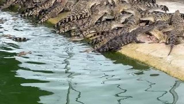 喂小鳄鱼的第四天，看看到年底能长多大……#鳄鱼养殖场 #农业养殖