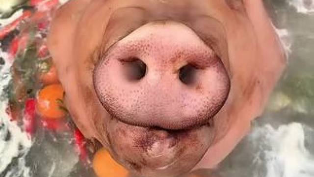 猪头盛宴 #原创视频 #农村美食记录生活 #野外生活 #农村户外美食 #乡村美食