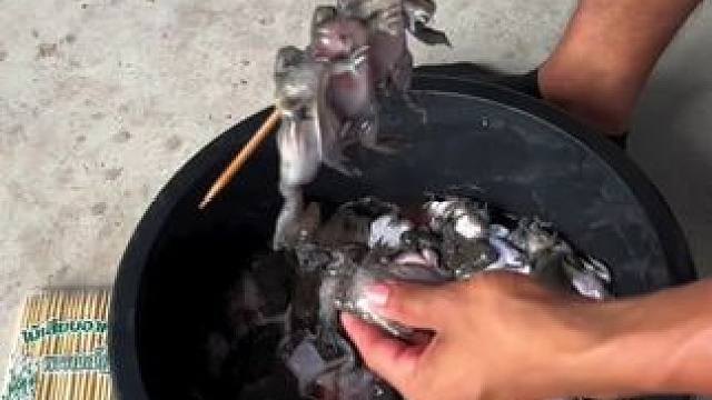 泰国大叔烤林蛙 #泰国林蛙#泰国美国