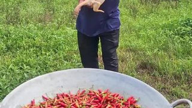 东南亚大叔 #我是吃货 #百吃不厌 #越南生活 #东南亚特色美食