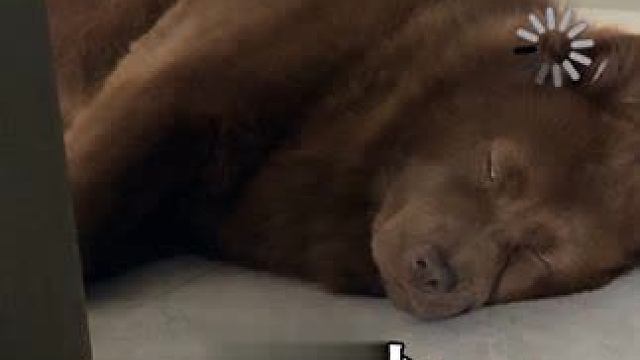 这狗怎么有时候丑有时候好看的呢，我这抬头一看好像哪个抠脚大汉躺那了…#土松 #山牛红 #傻狗子